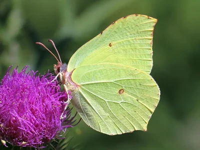 Gonepteryx rhamni