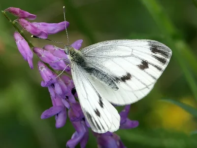 Pieris (Artogeia) napi