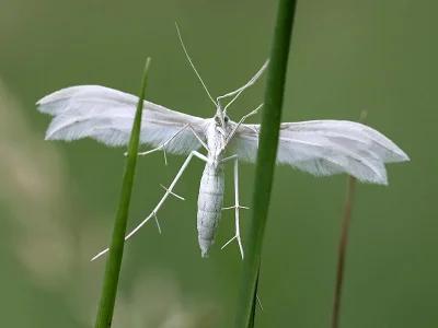 Pterophorus pentadactyla