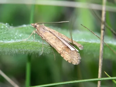 Nomophila noctuella