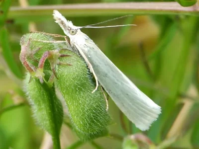 Crambus perlella