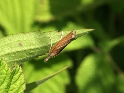 Pediasia luteella