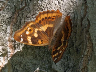 Apatura ilia
