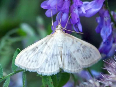 Patania ruralis