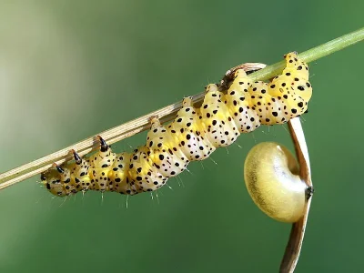 Abrostola asclepiadis
