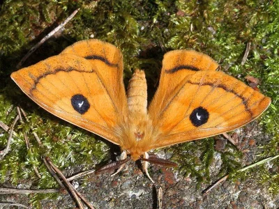 Aglia tau