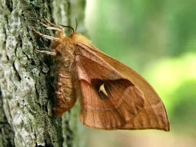 Aglia tau