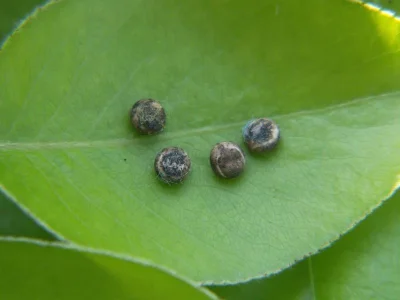 Antheraea (A.) yamamai