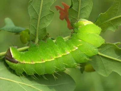 Antheraea (A.) yamamai