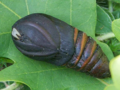 Antheraea (A.) yamamai