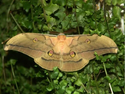 Antheraea (Antheraea) yamamai