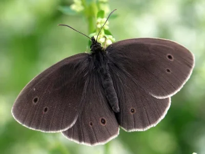Aphantopus hyperantus