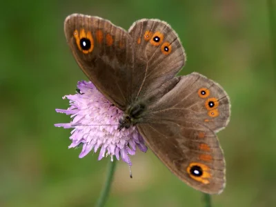 Lasiommata maera