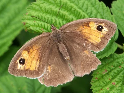 Maniola jurtina