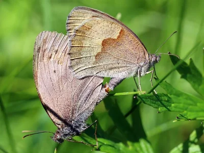 Maniola jurtina