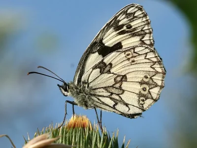Melanargia (Melanargia) galathea