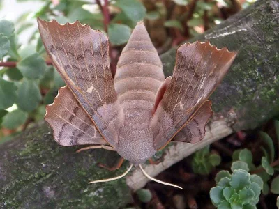 Laothoe populi