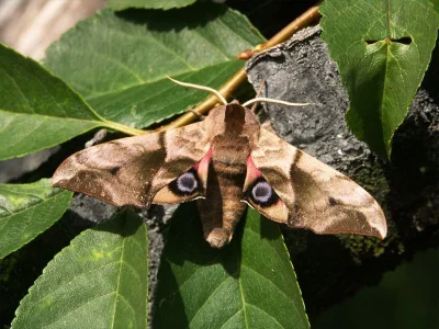 Smerinthus ocellata