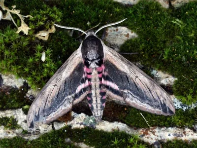 Sphinx ligustri