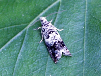 Ancylis laetana