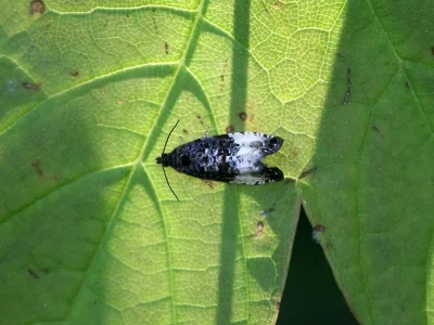 Hedya pruniana