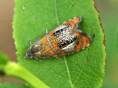 Olethreutes arcuella