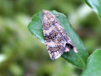 Phiaris metallicana