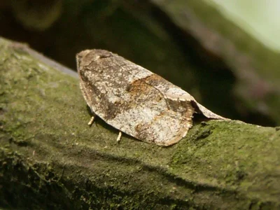 Syndemis musculana