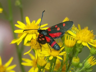 Zygaena (Zygaena) ephialtes