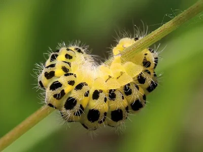 Zygaena (Zygaena) filipendulae
