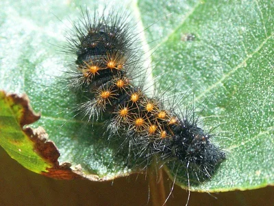 Acronicta (Viminia) auricoma