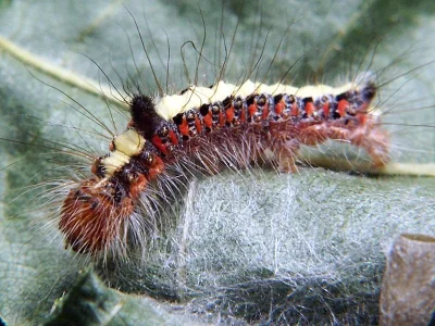 Acronicta (Triaena) psi