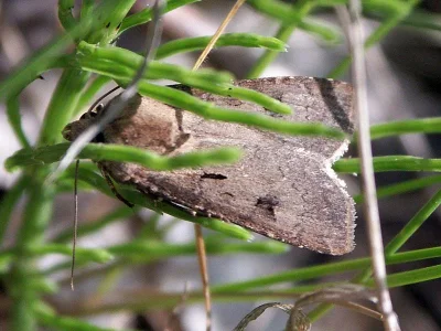 Agrotis (Agrotis) exclamationis