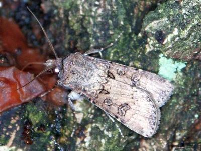 Agrotis (Agrotis) segetum