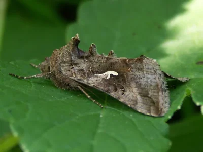 Autographa gamma