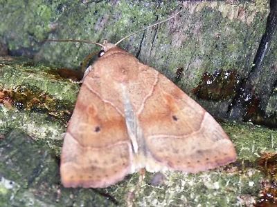Cosmia (Calymnia) trapezina