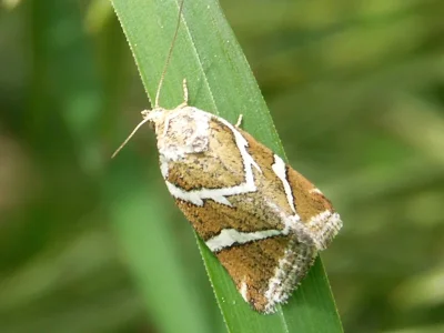 Deltote bankiana