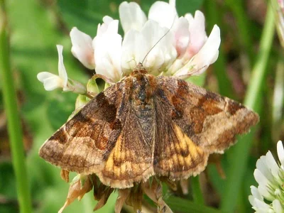 Euclidia (Euclidia) glyphica