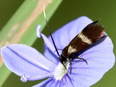 Cauchas fibulella