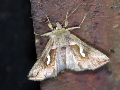 Macdunnoughia (Macdunnoughia) confusa