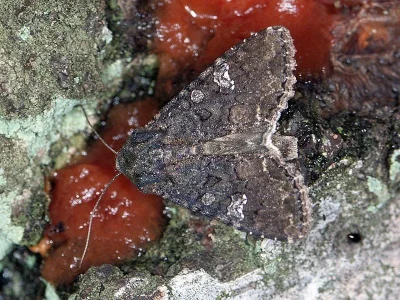 Mamestra brassicae