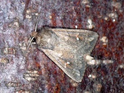 Mythimna (Hyphilare) albipuncta