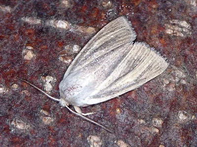 Mythimna (Mythimna) pudorina