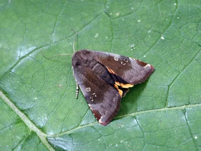 Noctua janthina