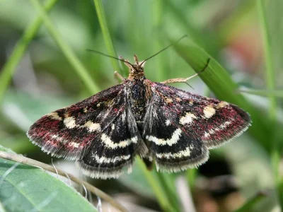 Pyrausta ostrinalis
