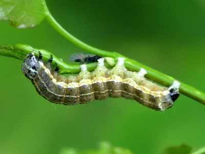 Orthosia (Monima) cruda