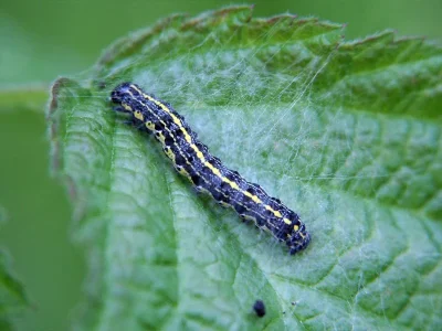 Orthosia (Monima) miniosa