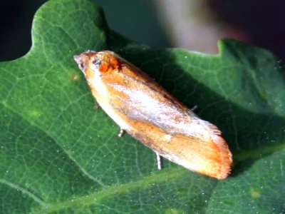 Eulia ministrana