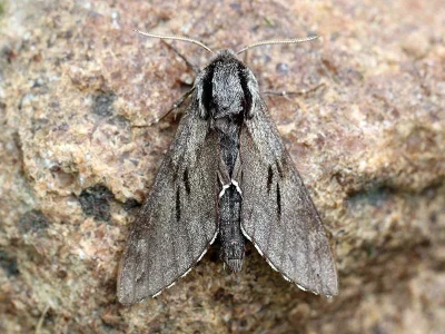 Sphinx pinastri