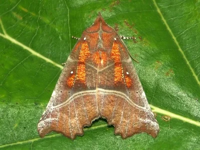 Scoliopteryx libatrix